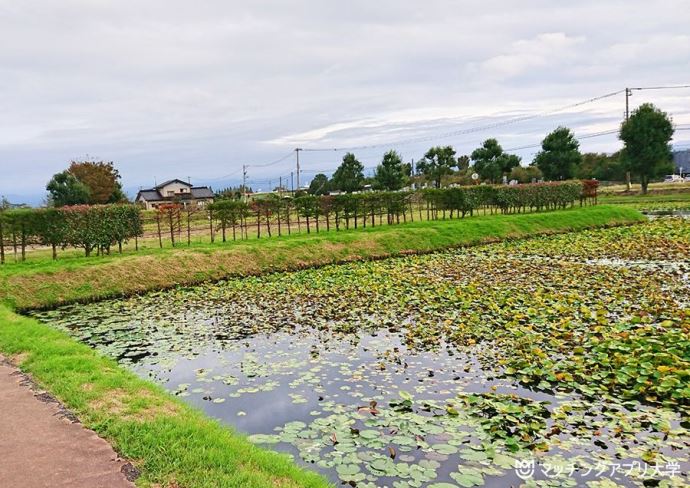 安田城跡の堀