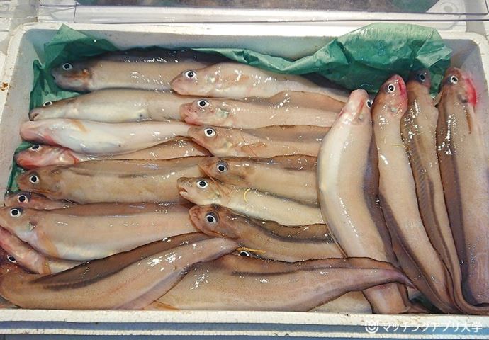 げんげ