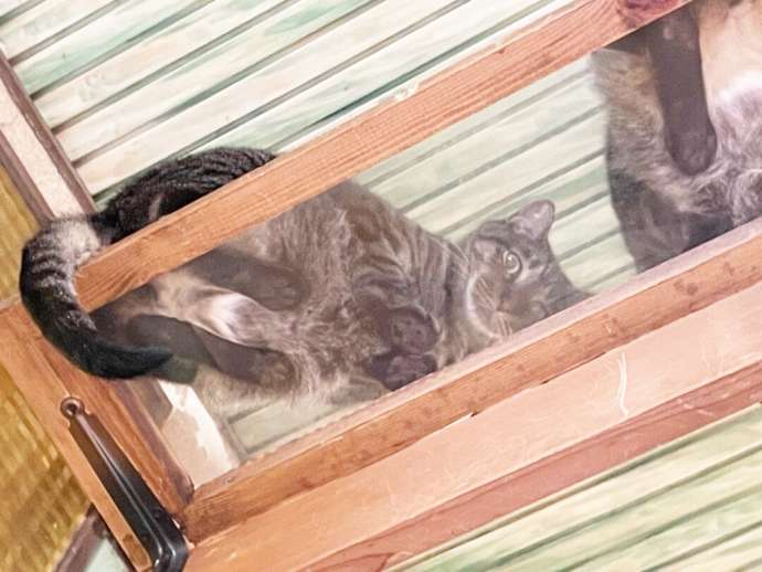 月猫カフェの透明キャットウォーク