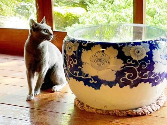 月猫カフェの縁側に座る猫