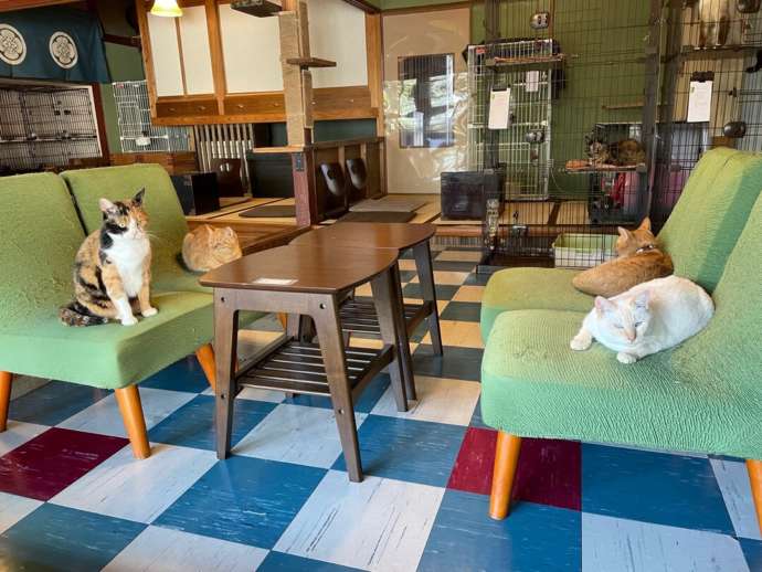 月猫カフェの猫たち（会議中）