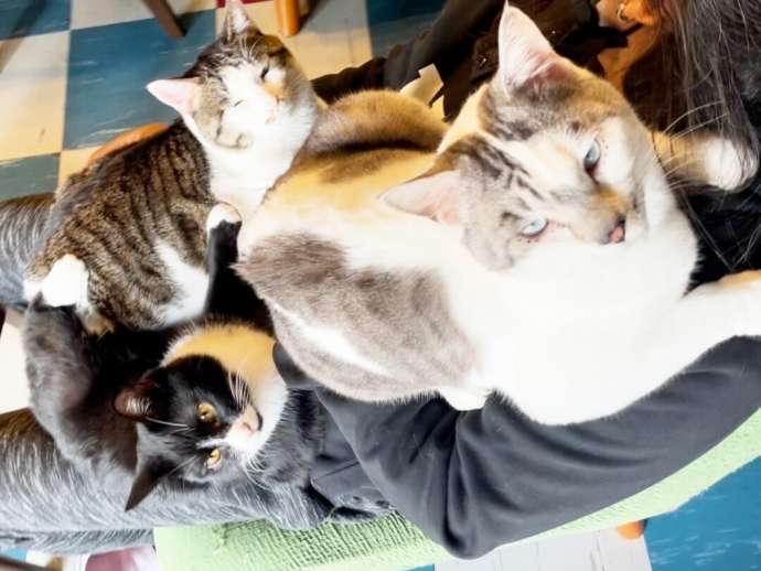 お客様の膝の上に乗る月猫カフェの猫たち