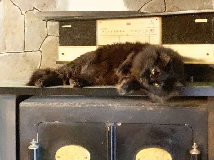 月猫カフェの棚の上に寝転がる猫