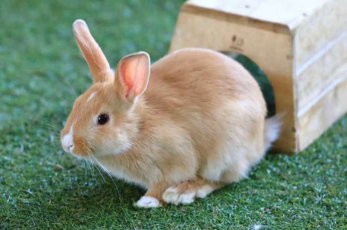 月うさぎの里の人工芝エリアにいるうさぎ