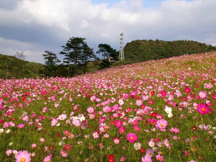 荒船パノラマキャンプフィールドの大コスモス園