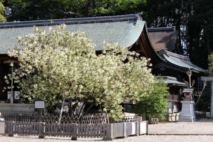 貴重な鬱金桜が咲く春の上地八幡宮