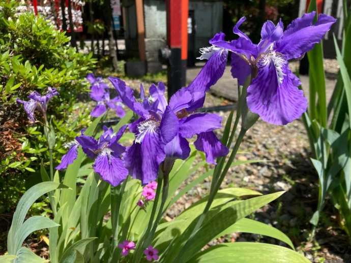 和田八幡宮の境内に咲く菖蒲