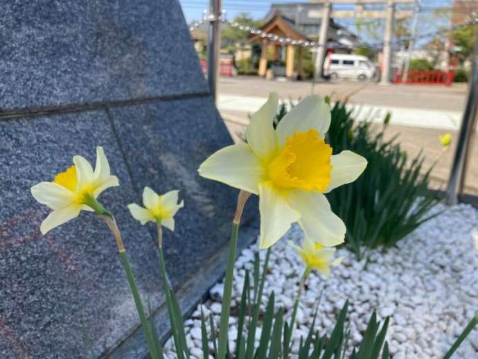 和田八幡宮の境内に咲く水仙