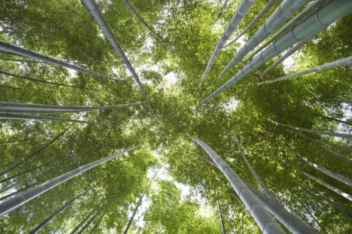 栃木県宇都宮市の若山農場の竹林