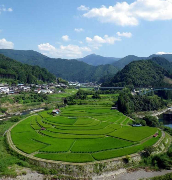 「有田川町立清水木工等体験センター」周辺のおすすめデートスポットの棚田「あらぎ島」