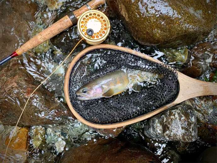 「ヤマニーカワニー」の渓流釣りガイドツアーで狙える天然魚（その3）