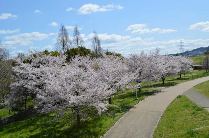 春の山田公園内で鑑賞できるたくさんのソメイヨシノ