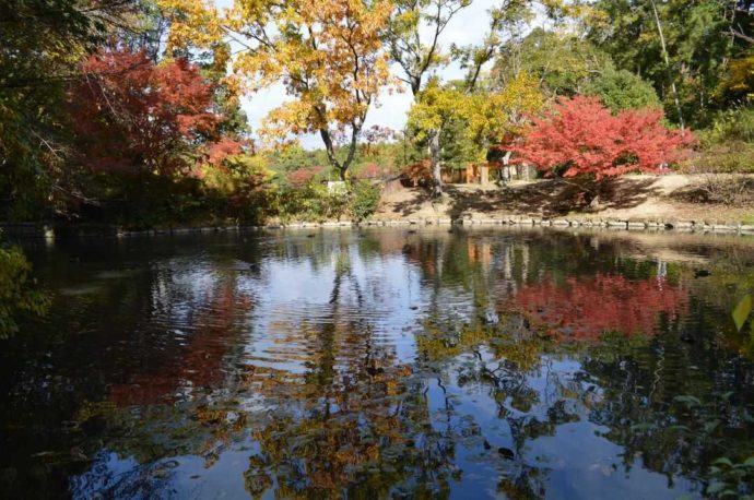 水辺に映る美しい紅葉