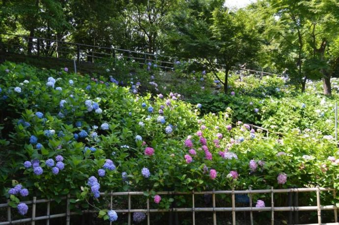 大阪府枚方市にある「山田池公園」内にあるあじさい園