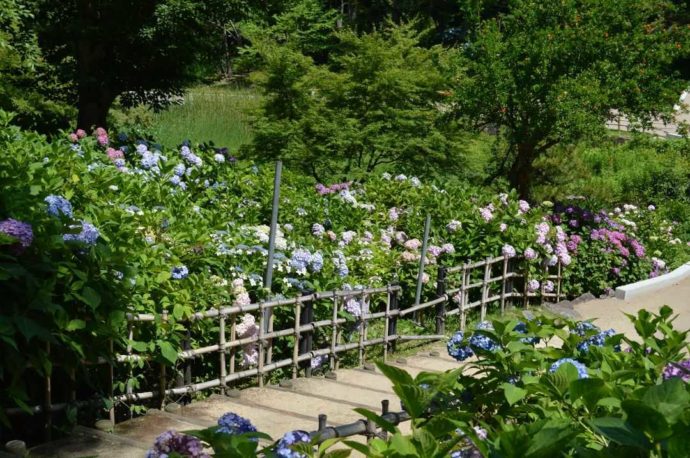 毎年楽しめる「山田池公園」のあじさい園