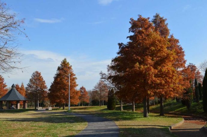 山田池公園の南地区の芝生広場と紅葉