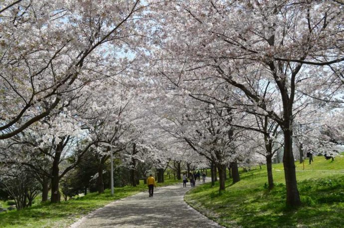 大阪府にある「山田池公園」のソメイヨシノ