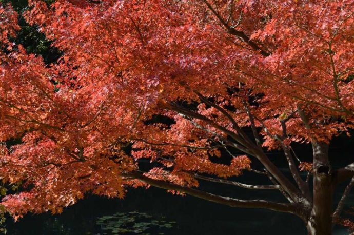 山田公園で毎年秋に見られる紅葉