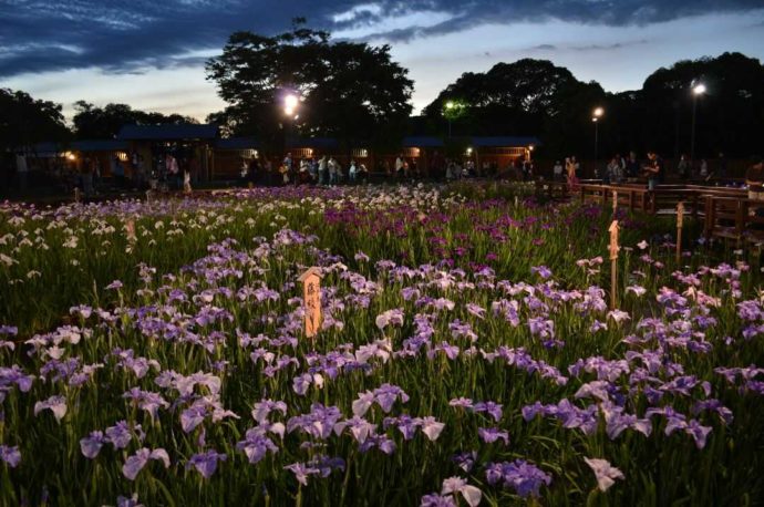 夜間ライトアップにより照らされている花しょうぶ園