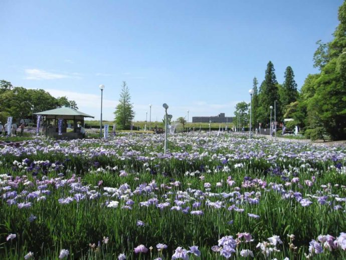 油ヶ淵の水生花園で咲く菖蒲