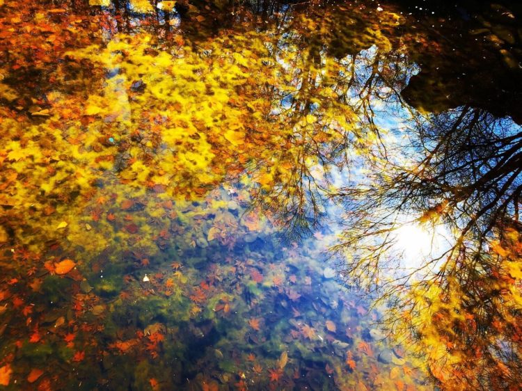 山中湖に浮かぶ紅葉