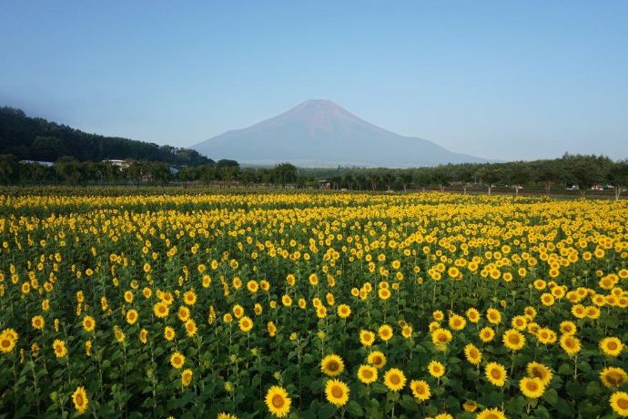 富士山の麓に咲き誇る花