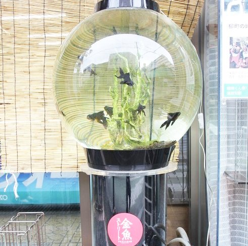 金魚ストリートに設置されている金魚鉢その1