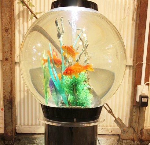 金魚ストリートに設置されている金魚鉢その2