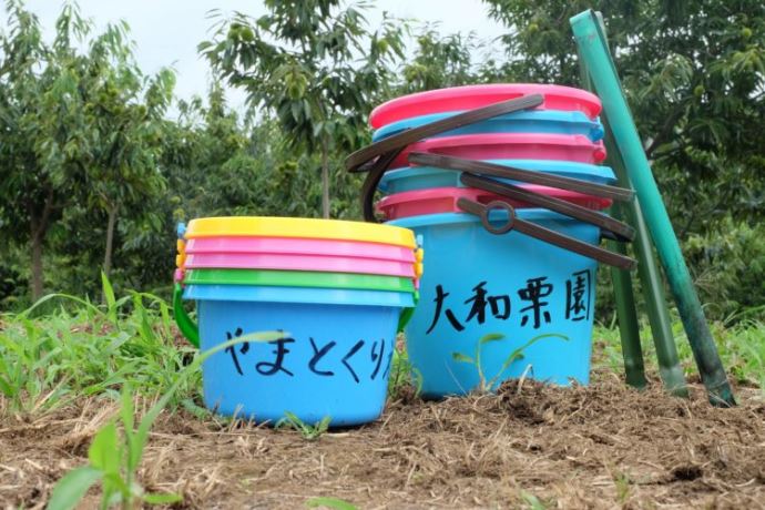 大和栗園の栗拾いについて