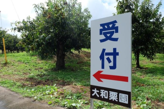 大和栗園の来園者やお土産・直売品などについて