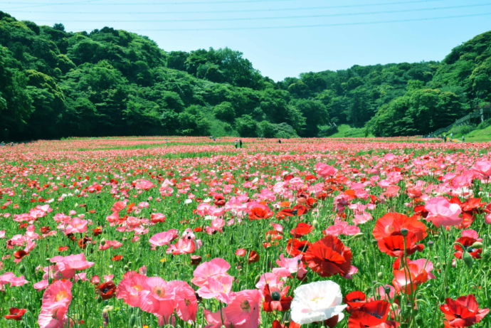 横須賀市にある「くりはま花の国」の風景