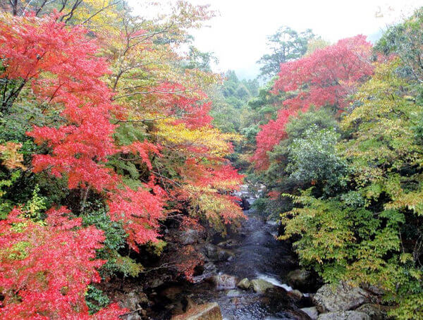 高知県の人気紅葉スポットのひとつ、黒尊渓谷の紅葉
