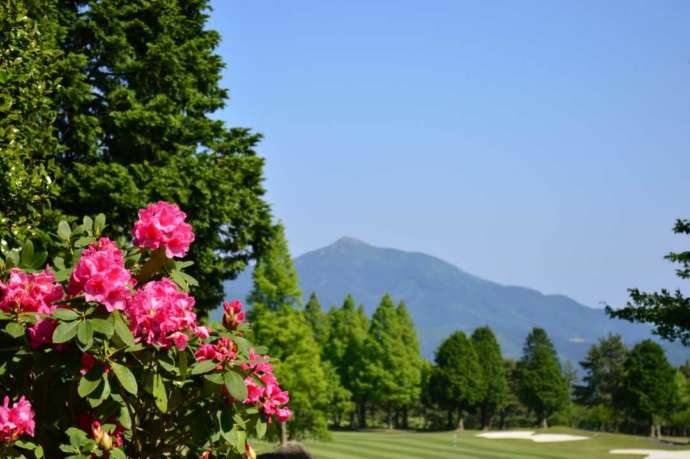 「湯布高原ゴルフクラブ」で開花した花とバンカーの一部