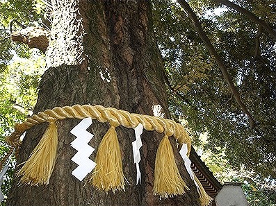 パワースポットとされている座間神社のご神木のシイの木