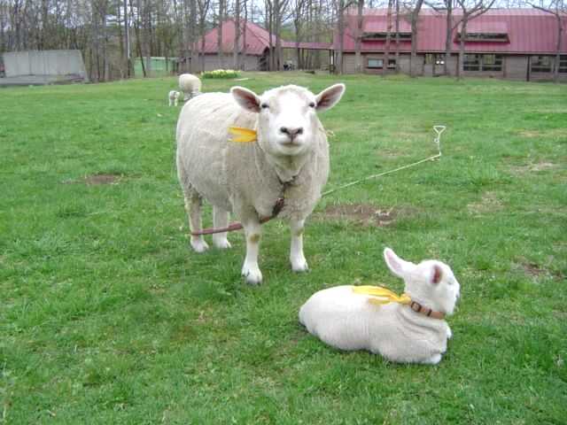 宮城県刈田郡蔵王町の「蔵王酪農センター」で飼われている羊