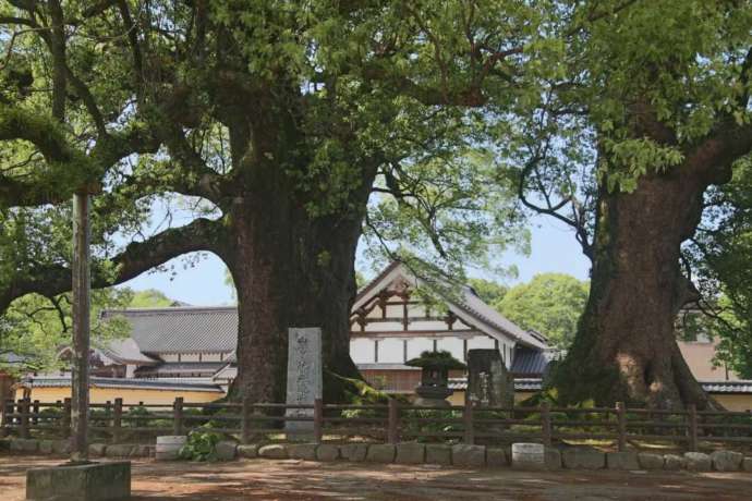 「大本山善導寺」境内の2本の大楠